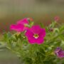 Calibrachoa – Cabaret Pink Improved – 4.5″ Pot